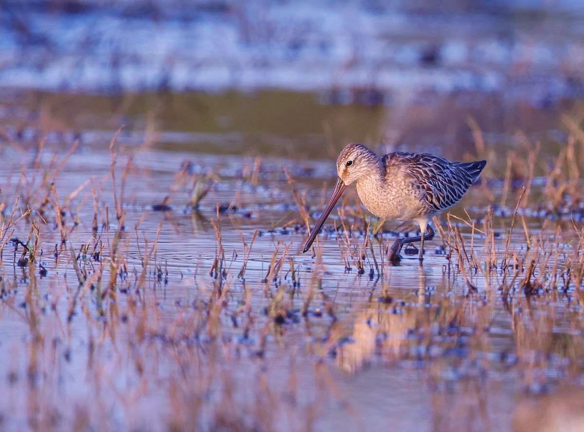 Asian Dowitcher - ML609377317