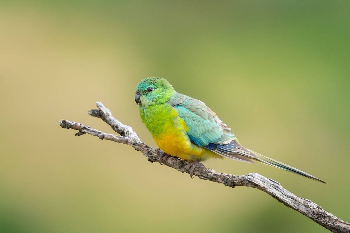 Red-rumped Parrot - ML609377345