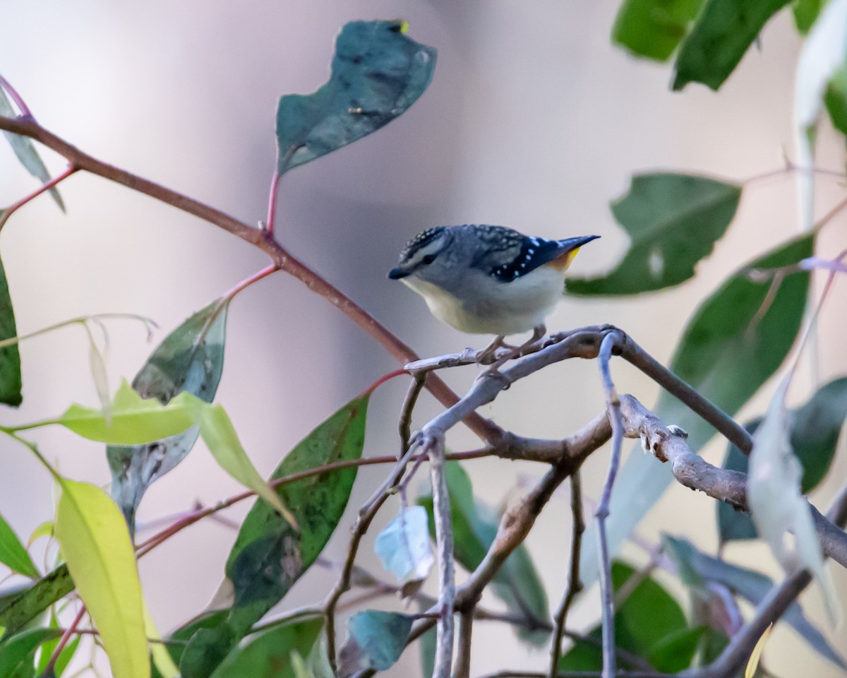 Spotted Pardalote - ML609377407