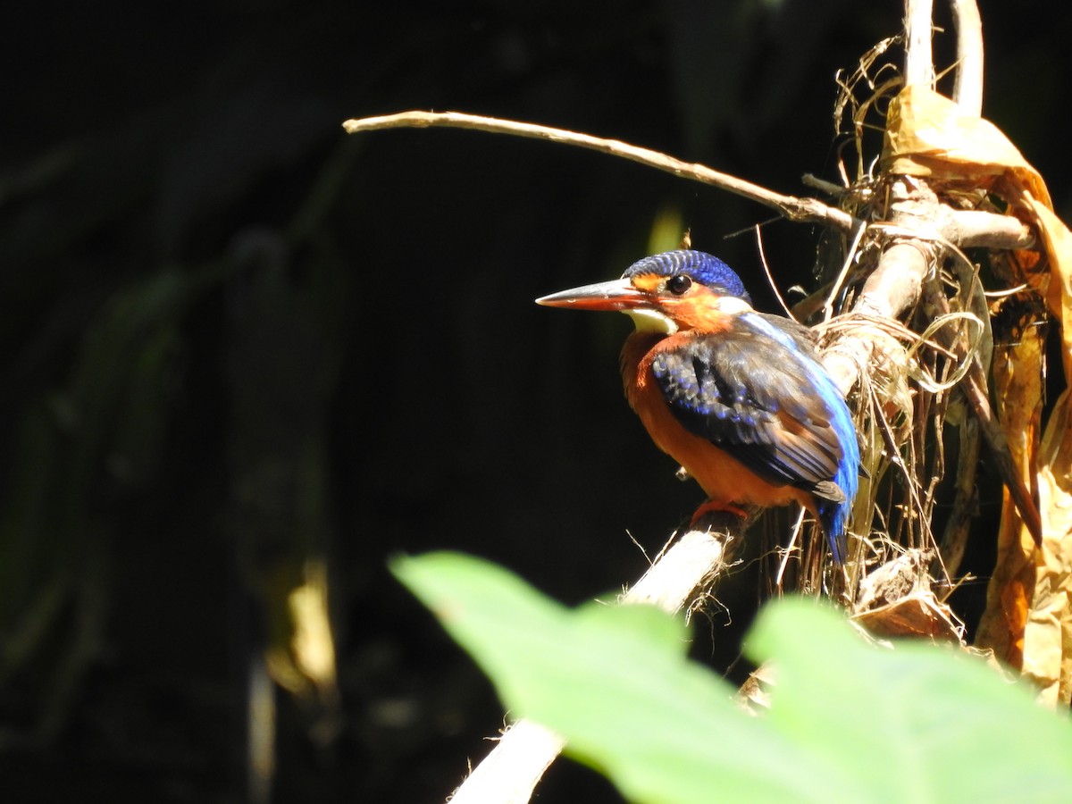Blue-eared Kingfisher - ML609377425