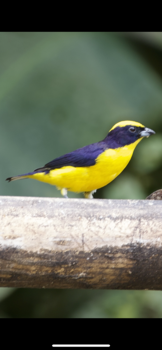 Thick-billed Euphonia (Thick-billed) - ML609377433