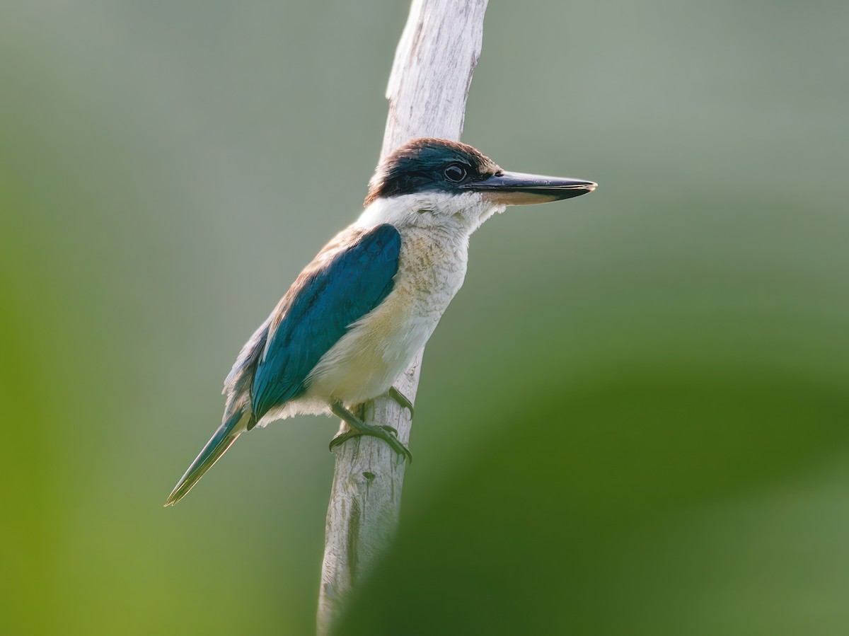 Collared Kingfisher - Ravi Iyengar