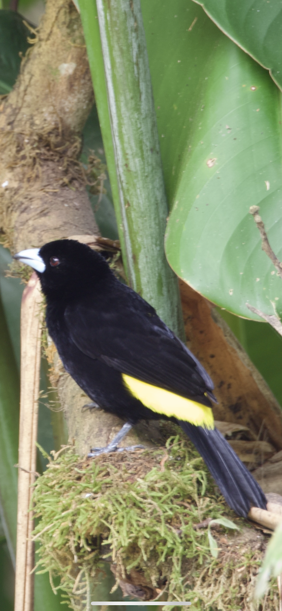 Flame-rumped Tanager (Lemon-rumped) - ML609377561