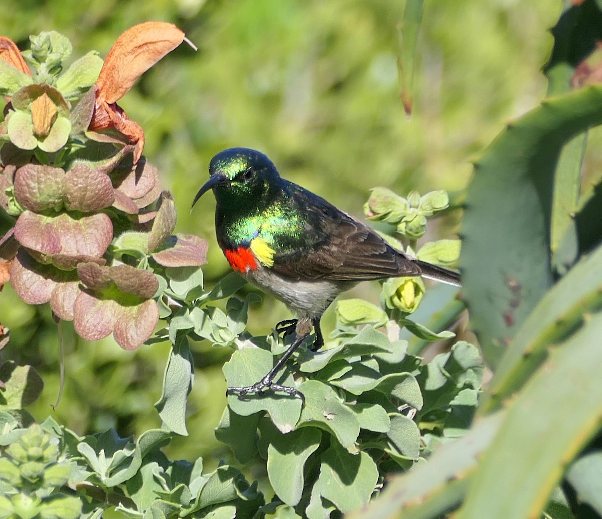 Southern Double-collared Sunbird - ML609377764