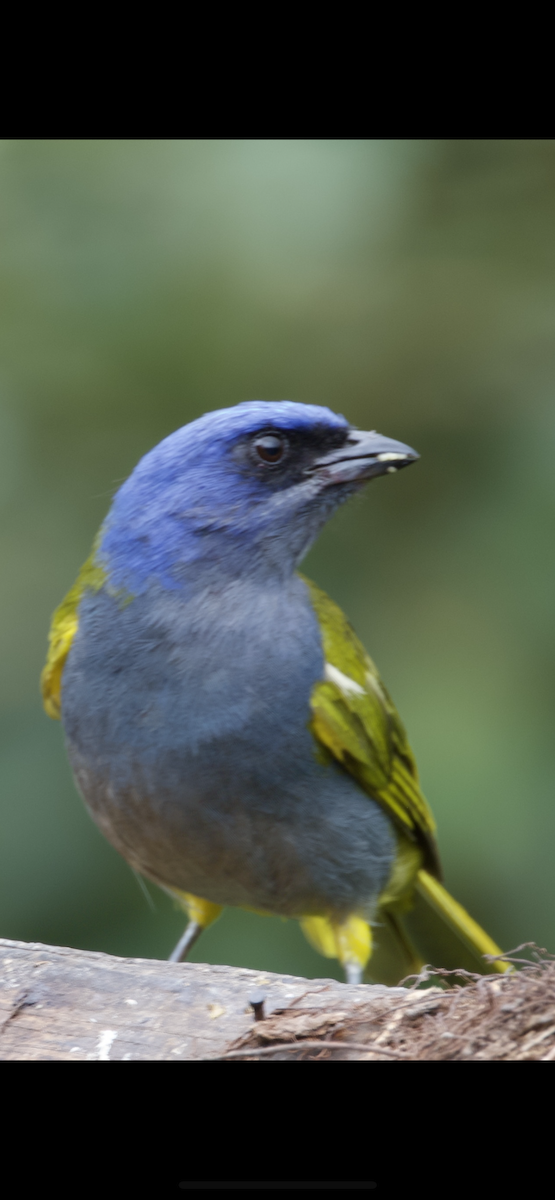 Blue-capped Tanager - ML609377813
