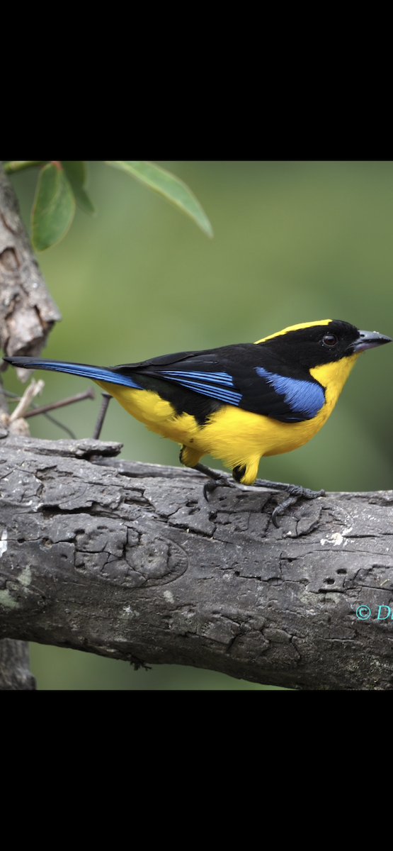 Blue-winged Mountain Tanager - ML609377815