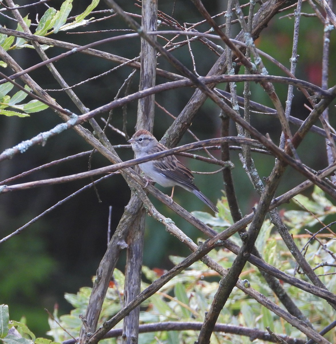 EBird Checklist 24 Sep 2023 1 Oro Medonte Yard 28 Species