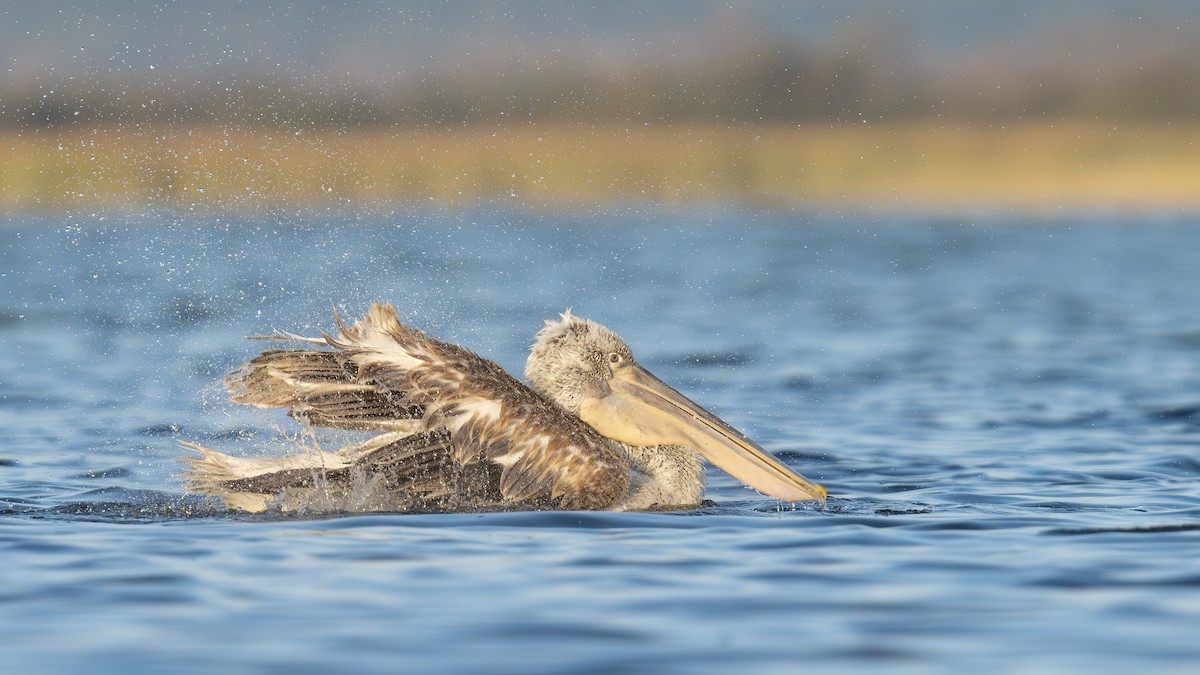 Dalmatian Pelican - Ertuğrul Divlecen