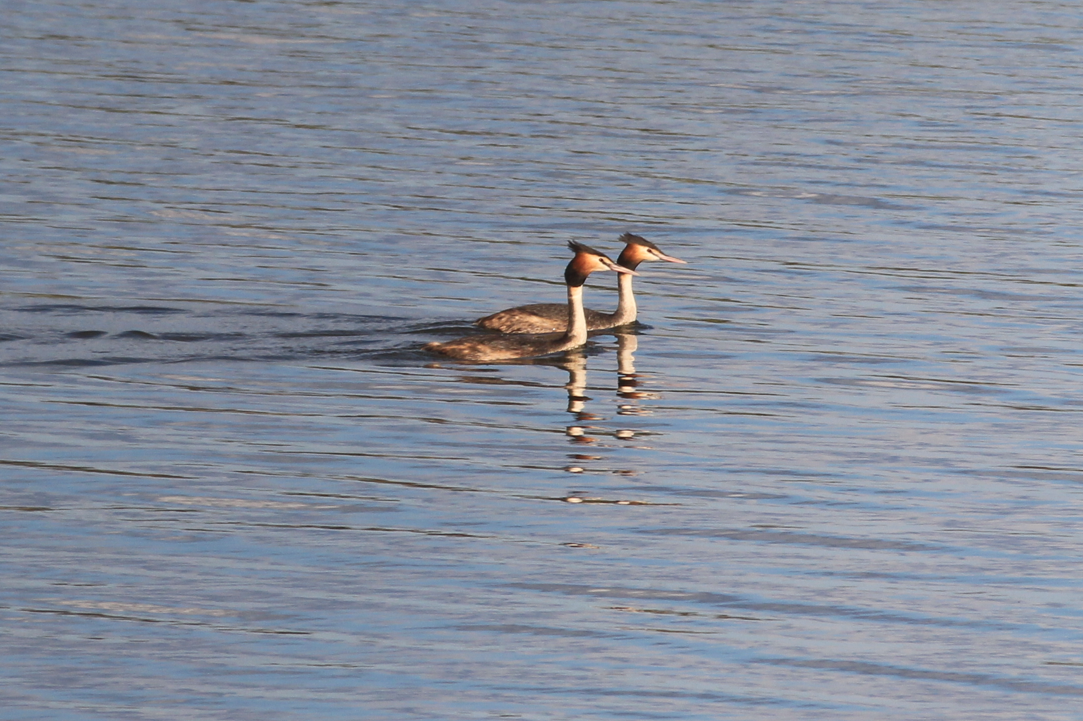 Great Crested Grebe - ML609378672