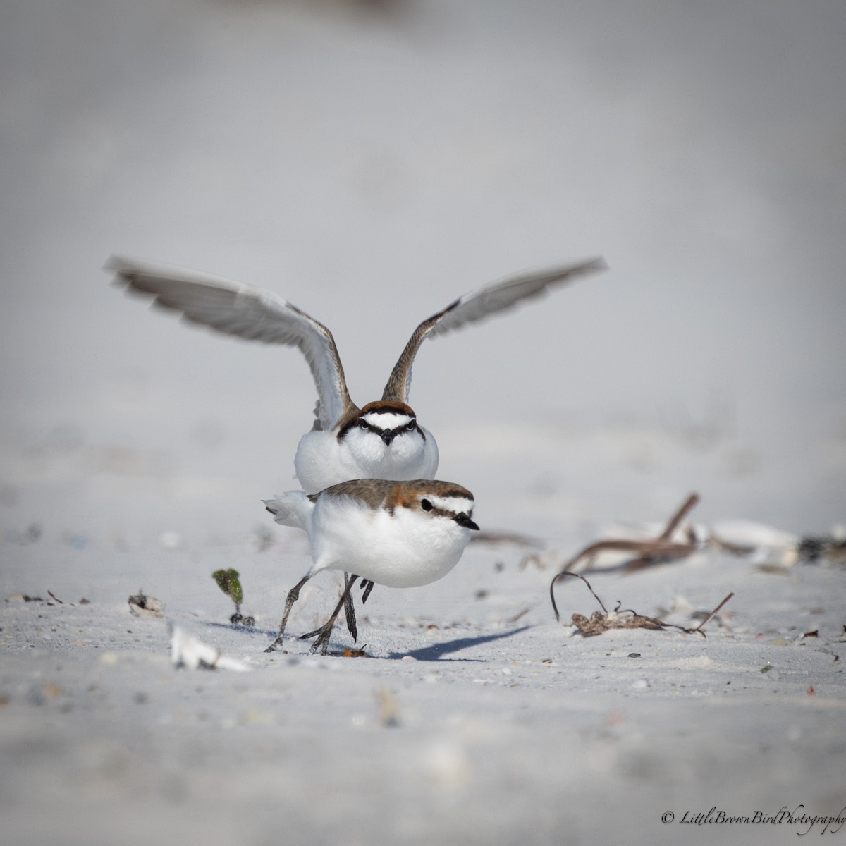 Red-capped Plover - ML609378827