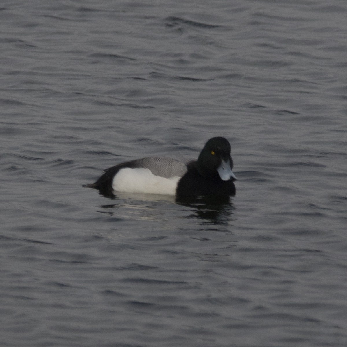 Greater Scaup - ML609379518