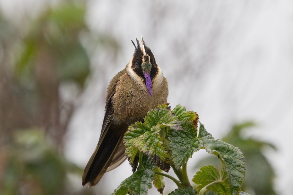 kolibřík tolimský - ML609379554