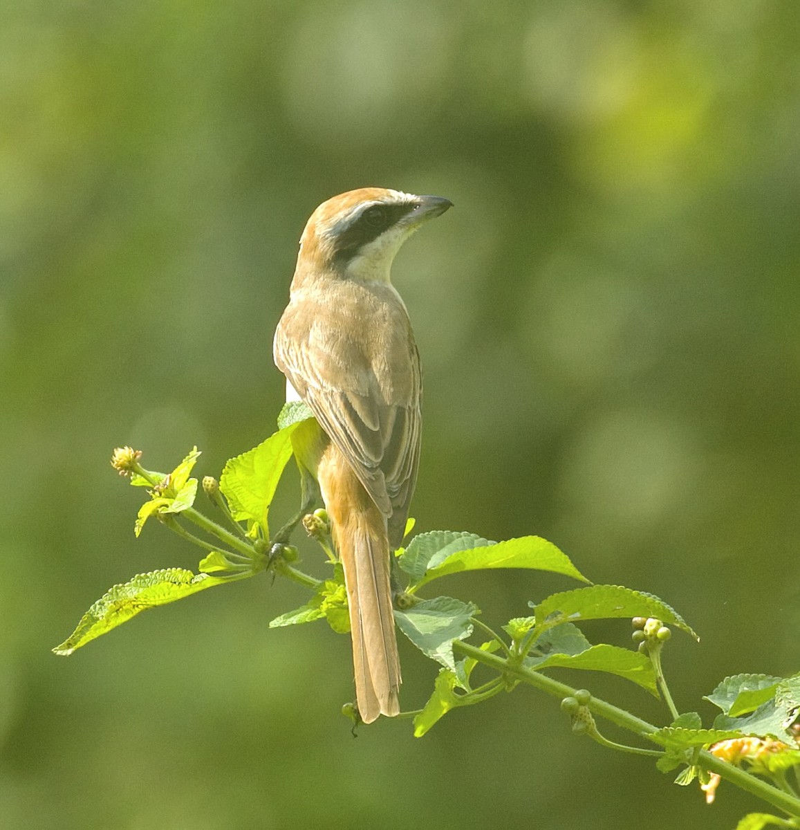 Brown Shrike - Vaijayanti Gadgil