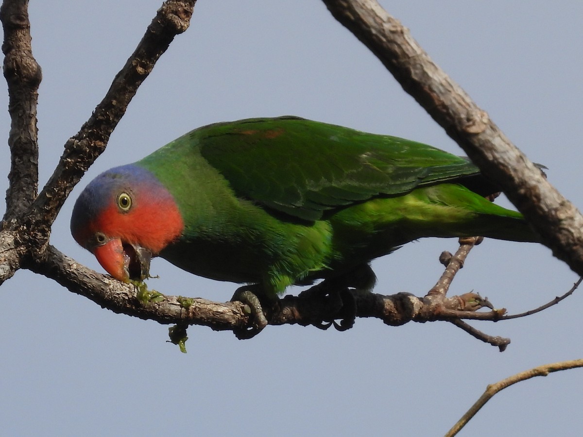 Red-cheeked Parrot - ML609379695