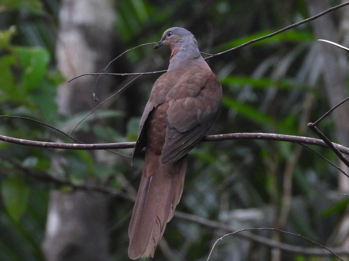 Brown Cuckoo-Dove - ML609379724