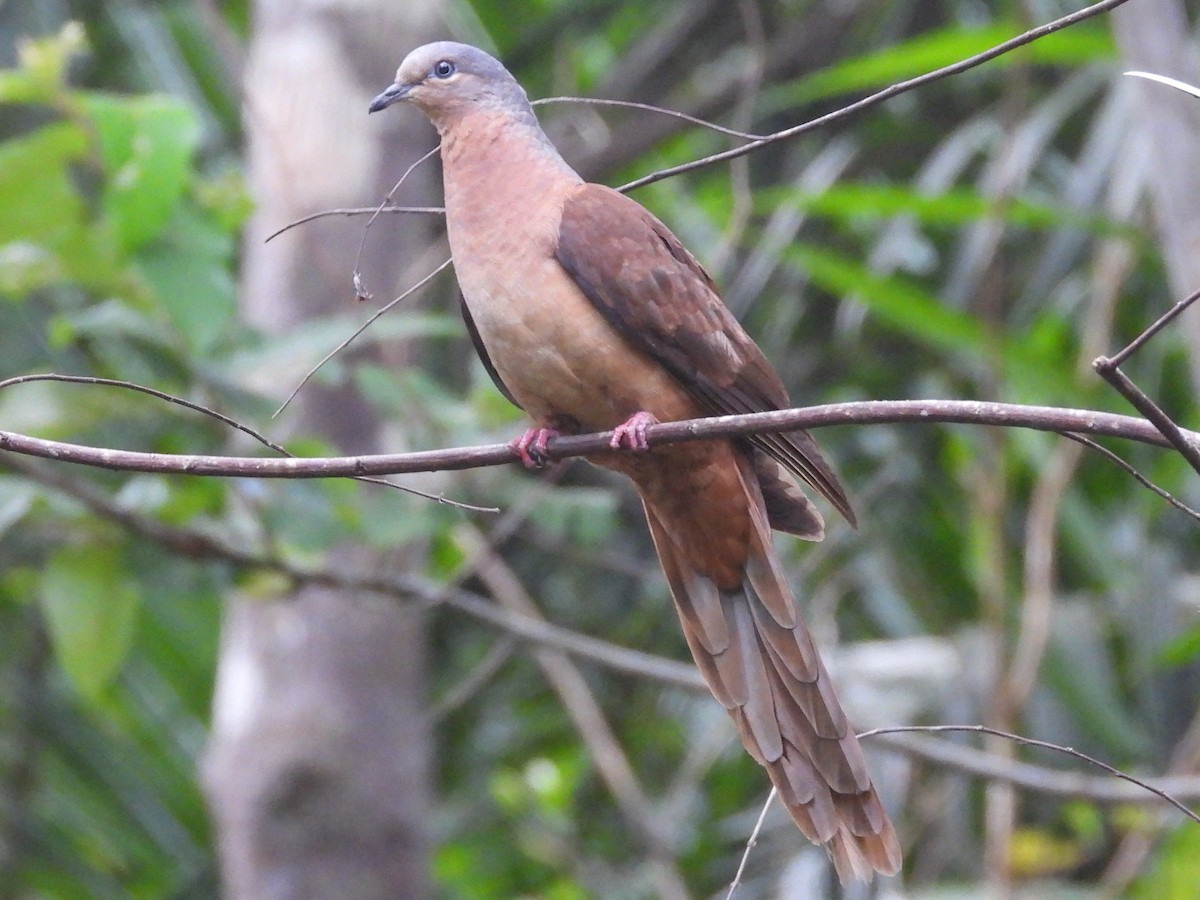 Brown Cuckoo-Dove - ML609379725