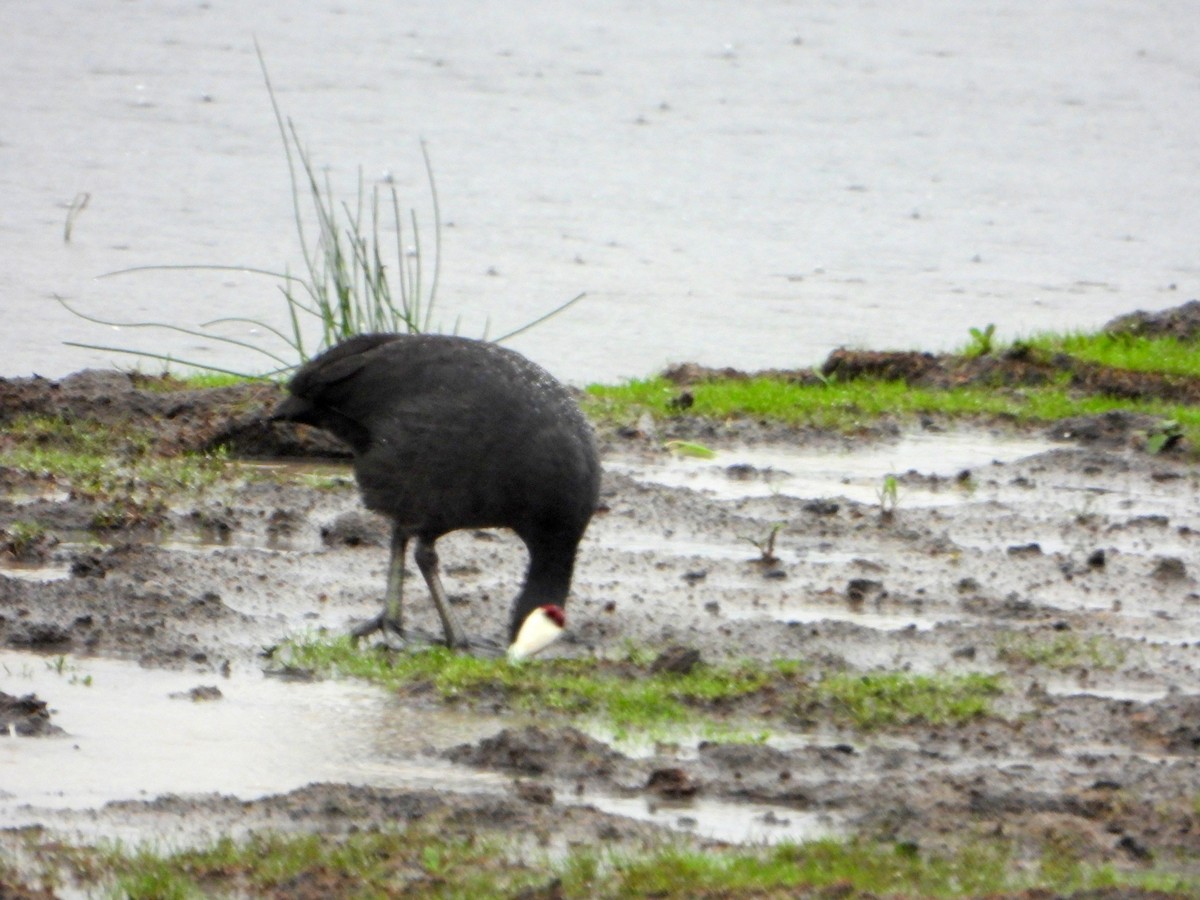 Red-knobbed Coot - ML609379836