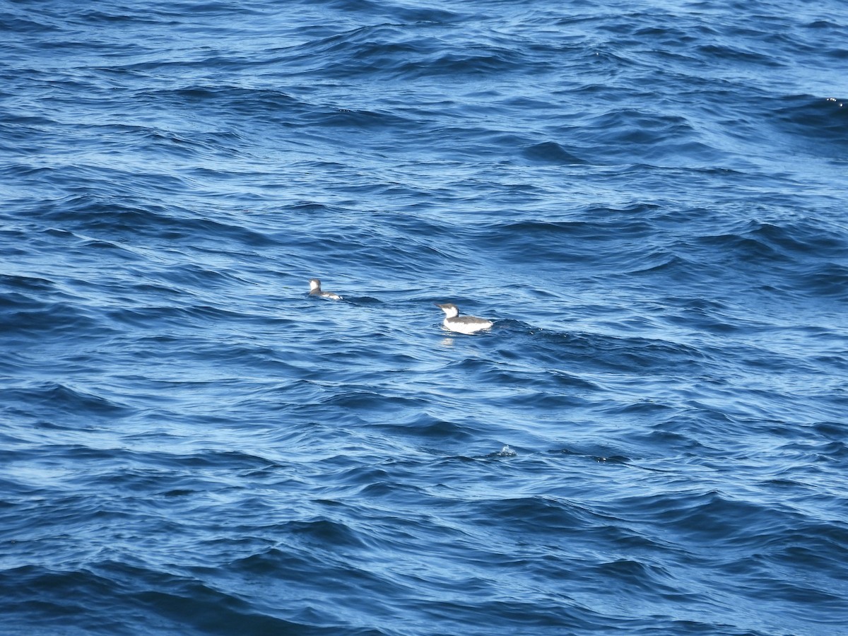 Marbled Murrelet - Suzy Wright
