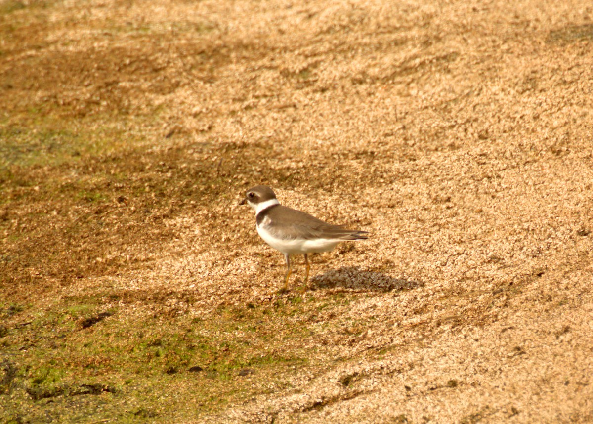 Semipalmated Plover - Dennis McNeill