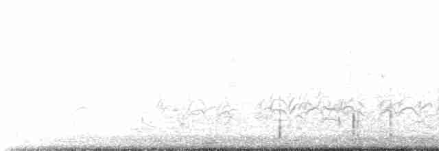 Weißgesicht-Stelzenläufer - ML609379996