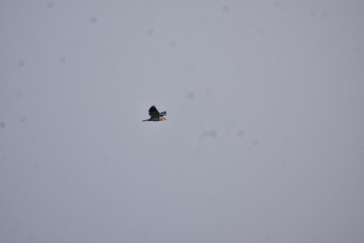 Black-winged Kite - ML609380031