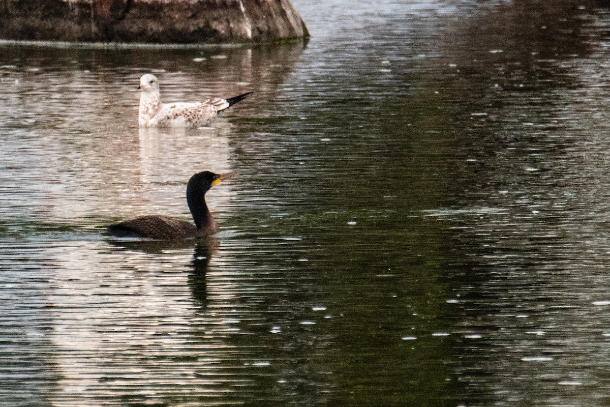 Cormorán Orejudo - ML609380140