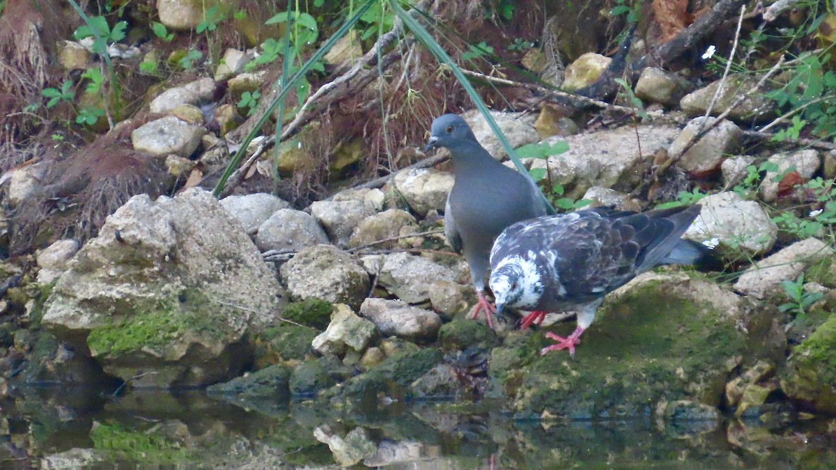 Rock Pigeon (Feral Pigeon) - ML609380440