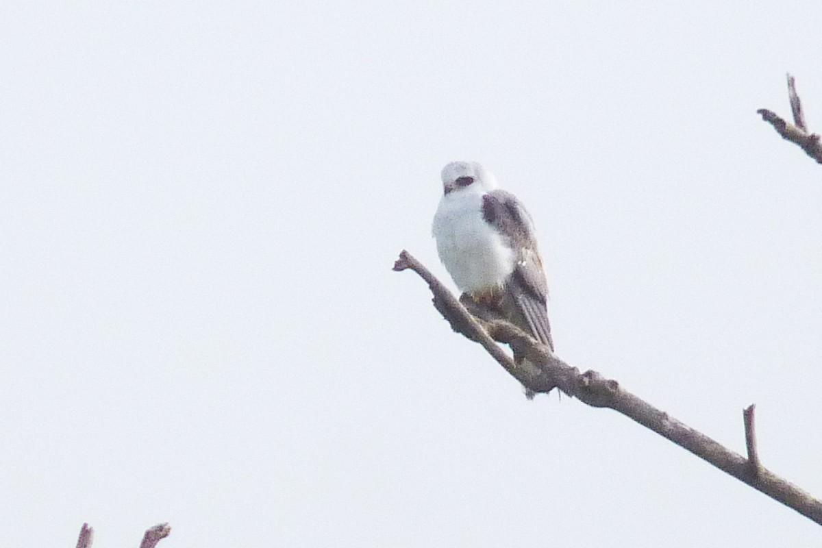 White-tailed Kite - ML609380577