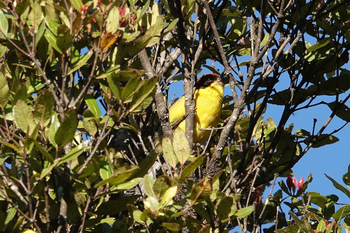 Yellow-breasted Brushfinch - ML609380697