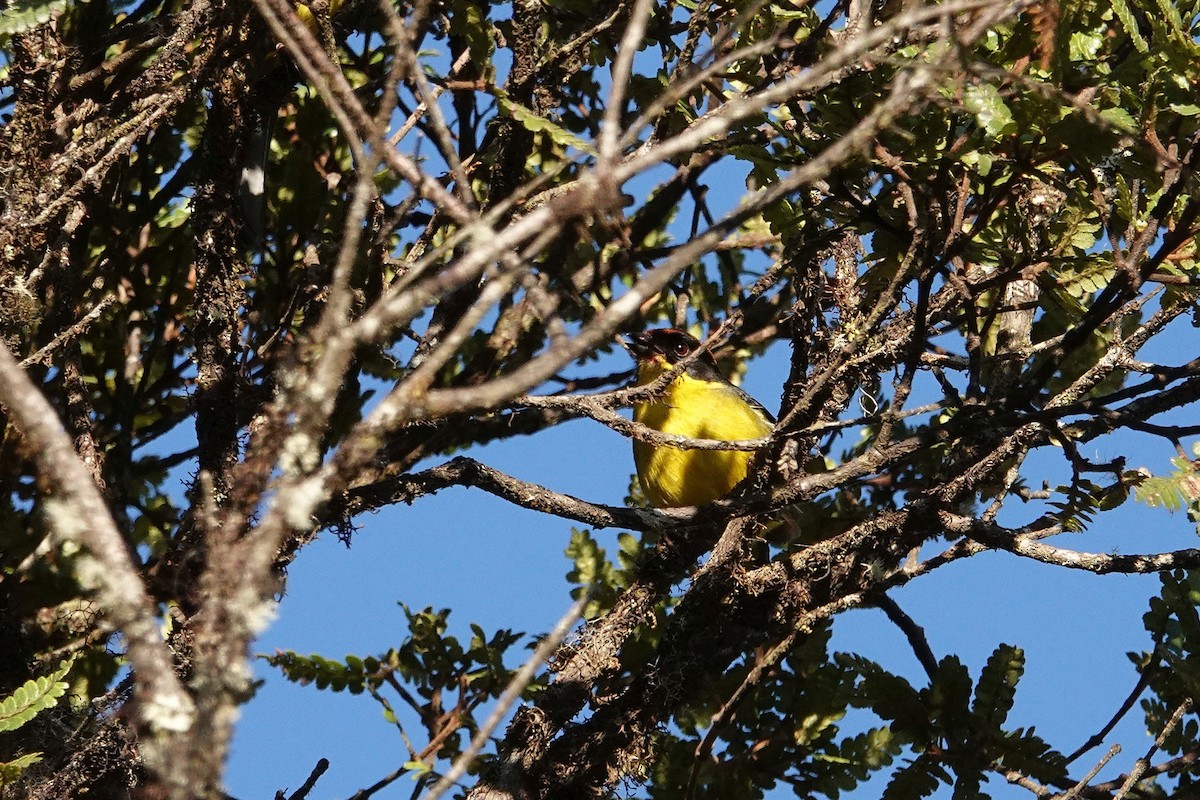 Yellow-breasted Brushfinch - ML609380701