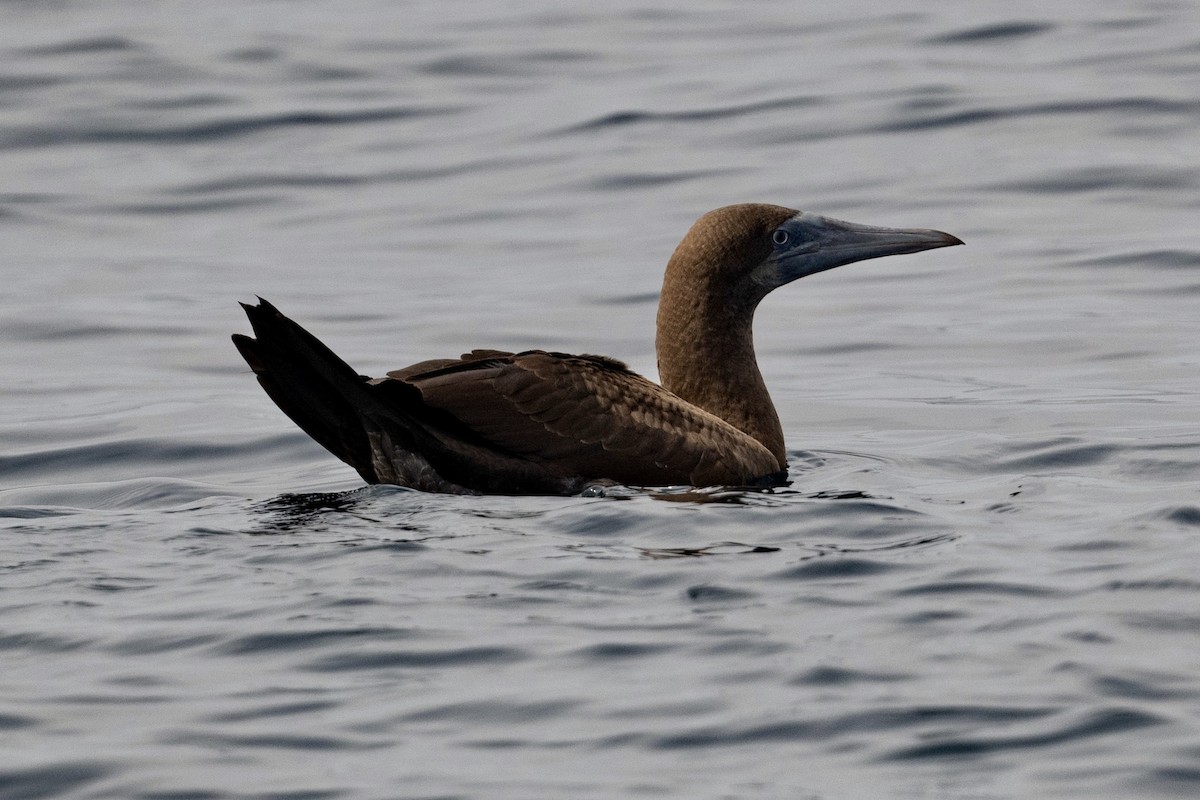 Brown Booby - ML609381005