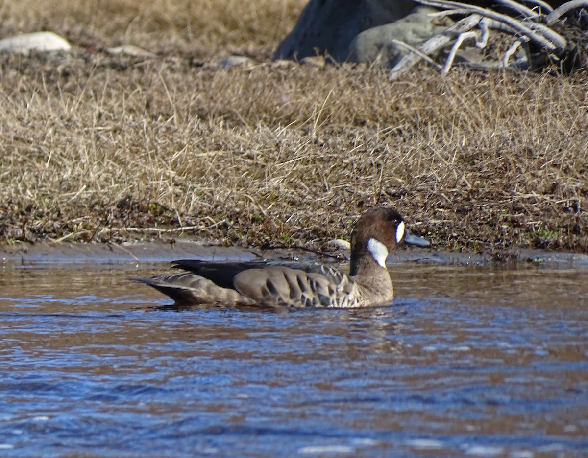 Spectacled Duck - ML609381112