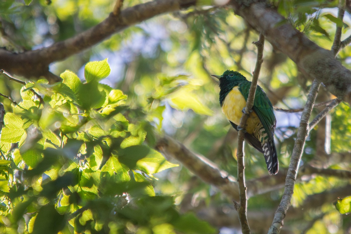 African Emerald Cuckoo - Retief Williams