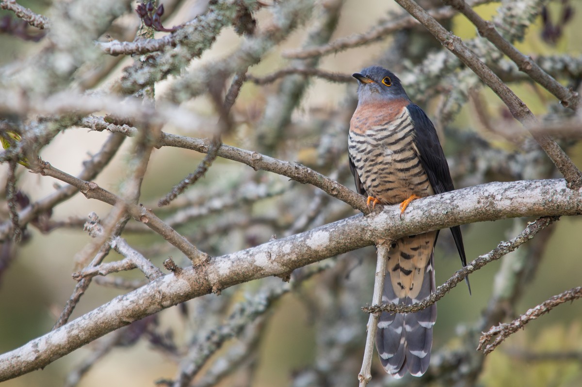Red-chested Cuckoo - Retief Williams