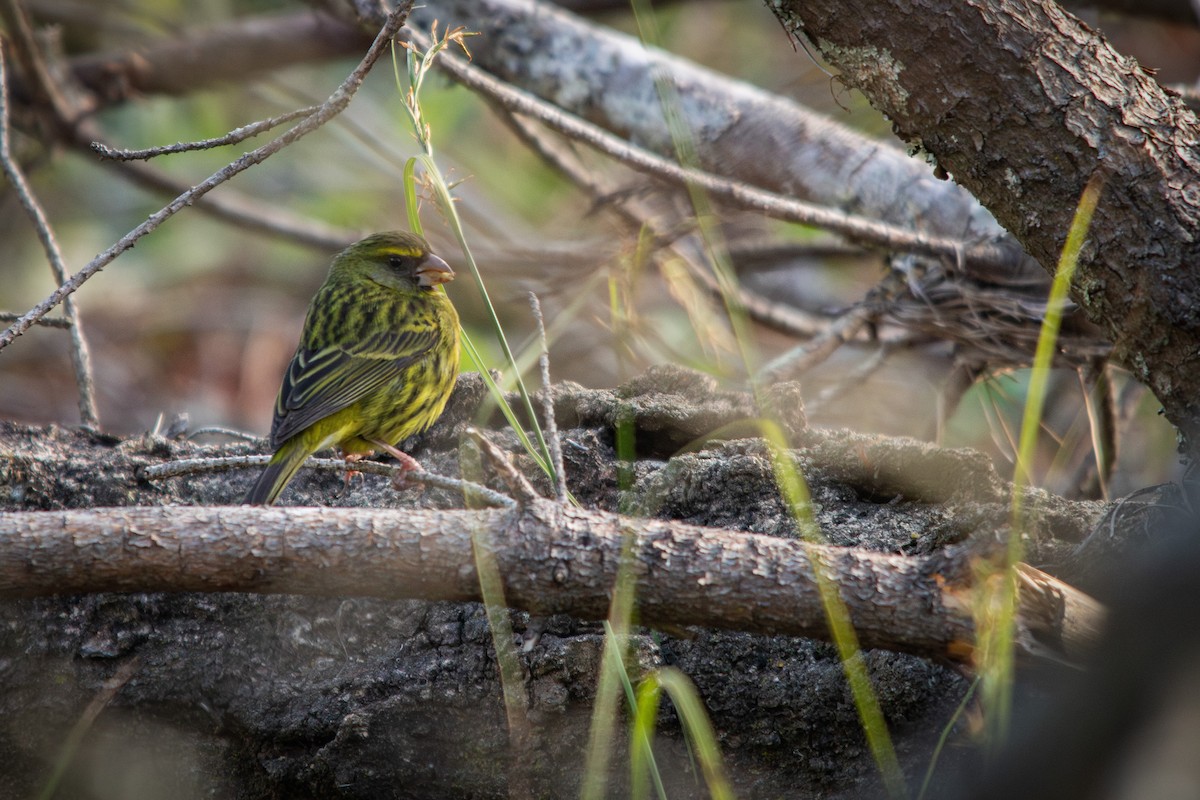 Forest Canary - ML609381332