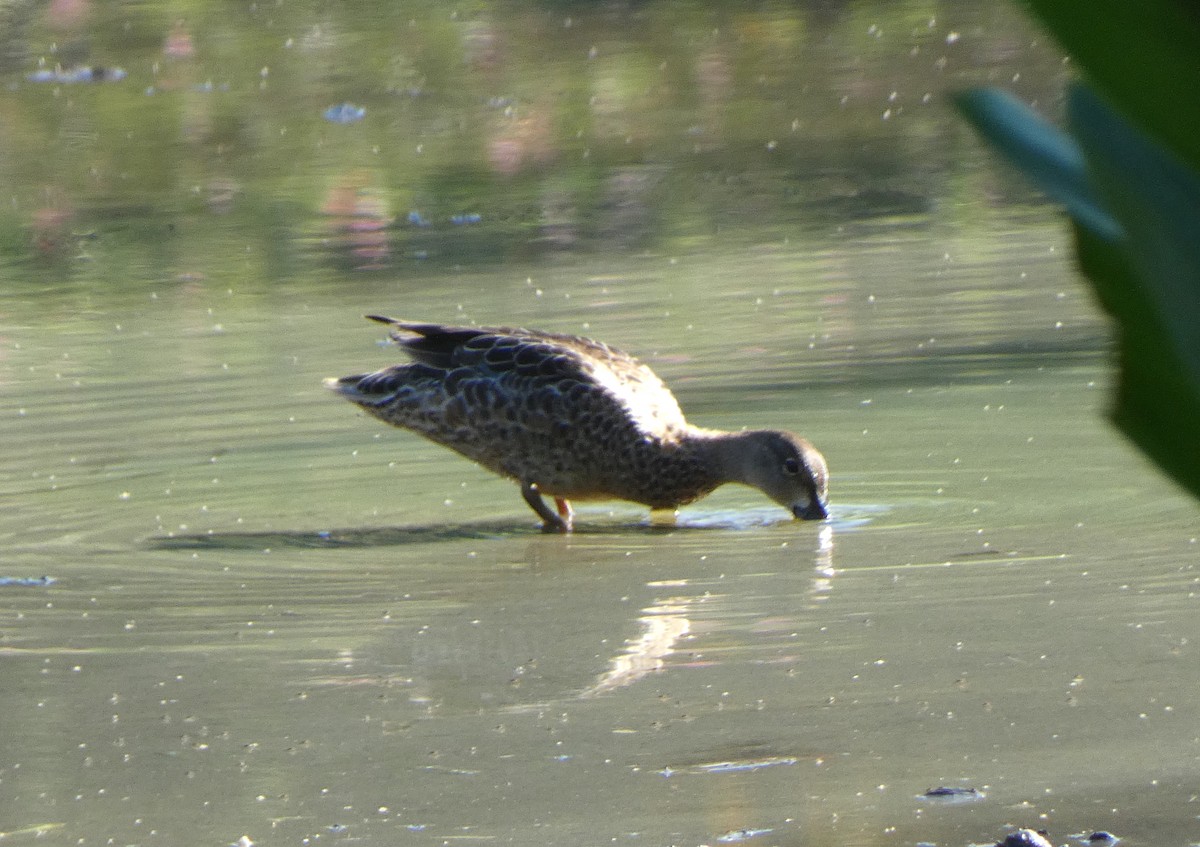 Blue-winged Teal - ML609381351