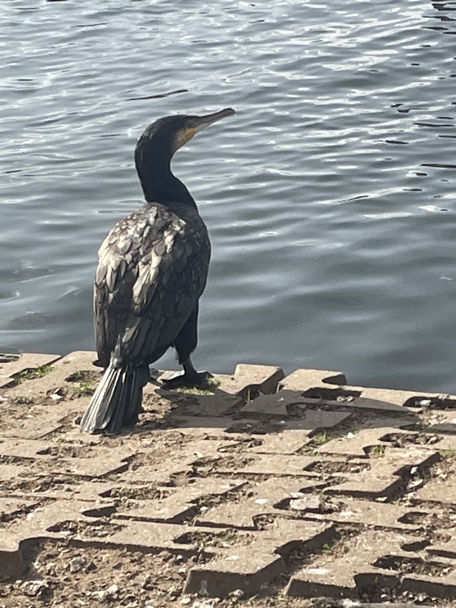 Grand Cormoran - ML609381527