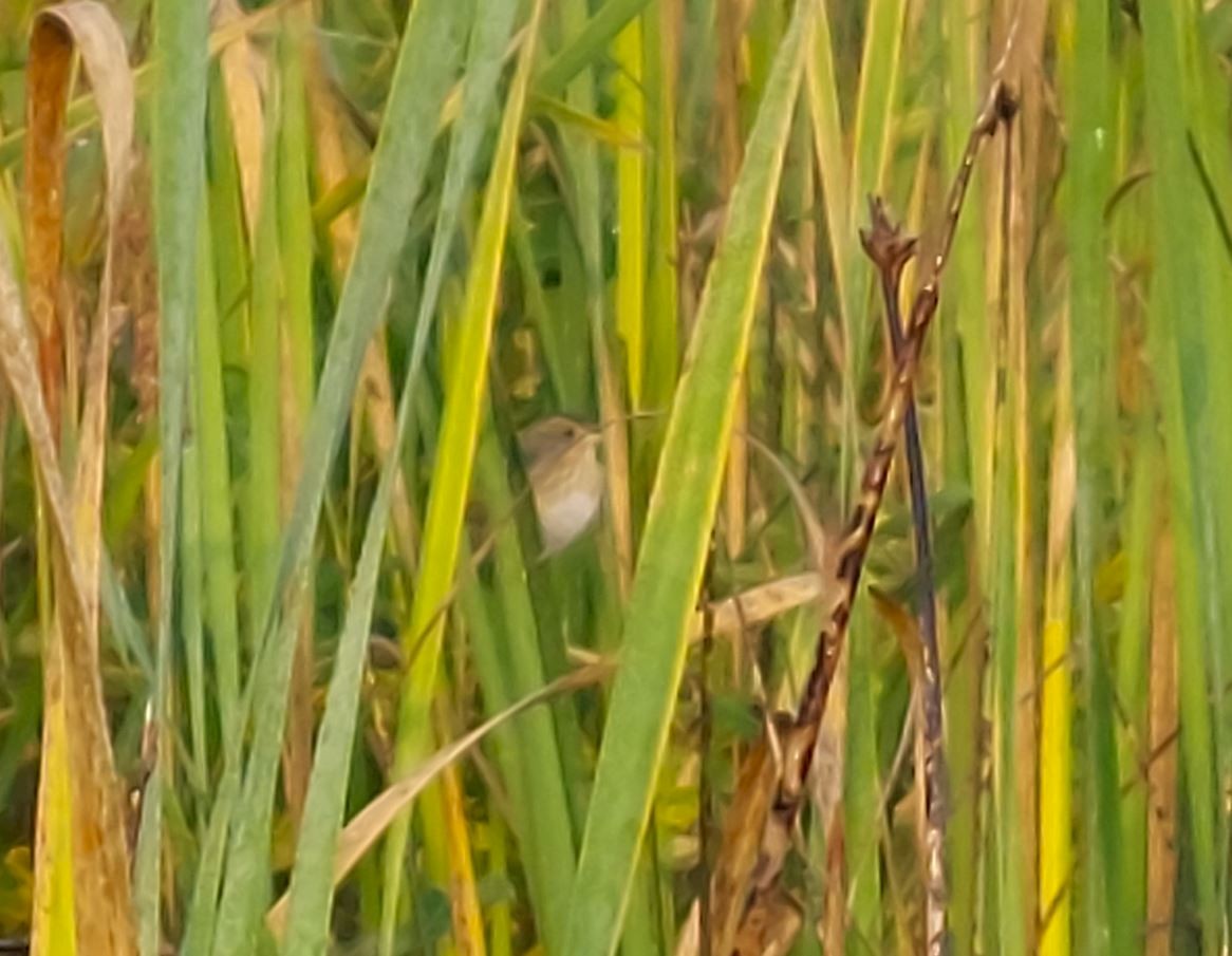 Ebird Checklist Sep Constance Bay River Mouth Species