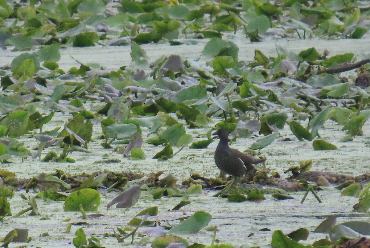 New Jersey eBird Checklist - 26 Sep 2023 - Mile Rd pond - 11 species