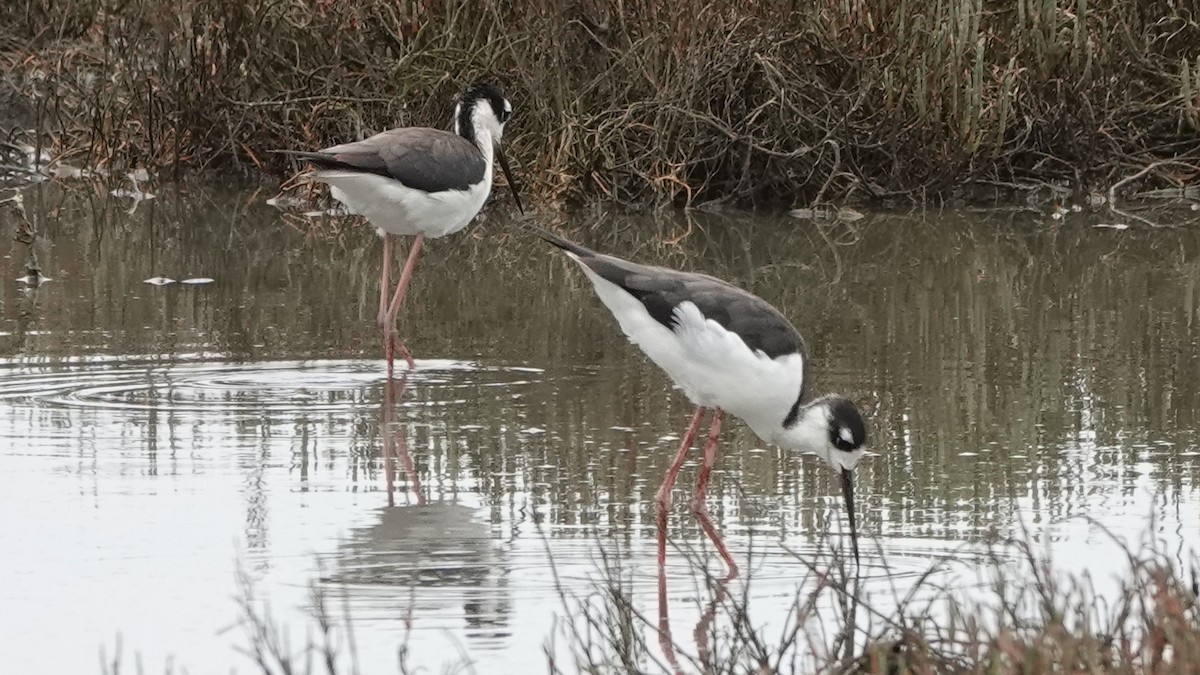 Black-necked Stilt - ML609382242