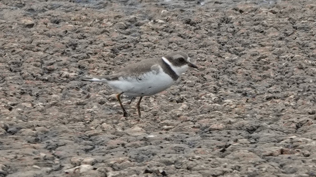 Semipalmated Plover - ML609382246