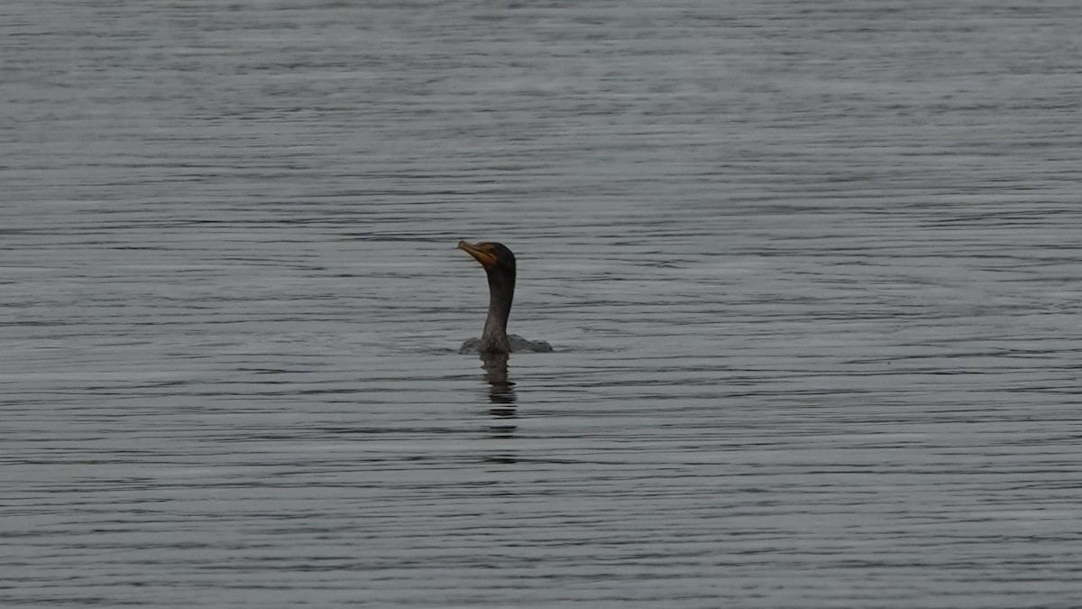 Double-crested Cormorant - ML609382303