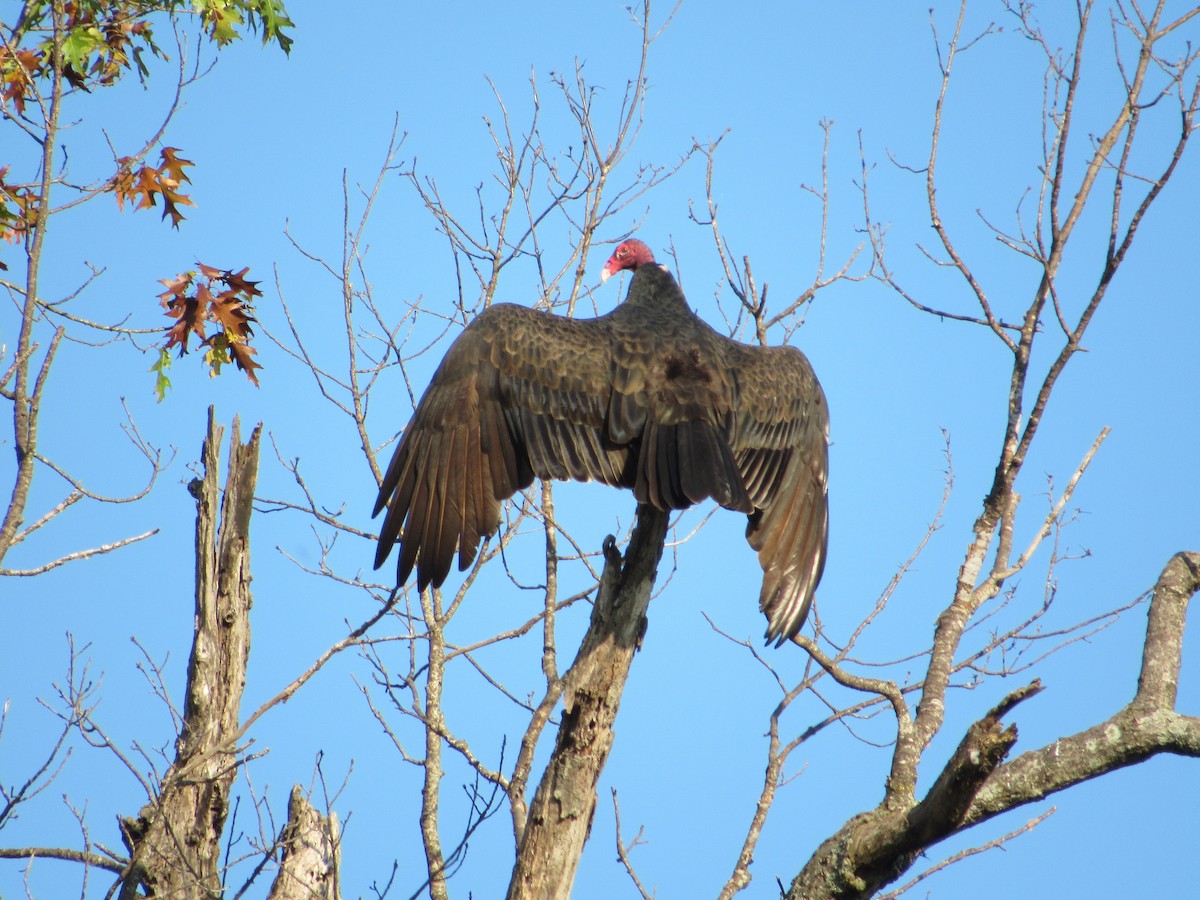 Turkey Vulture - Elaine Grose