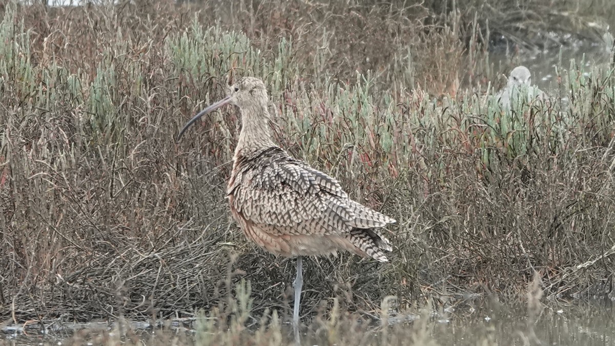 Long-billed Curlew - ML609382656