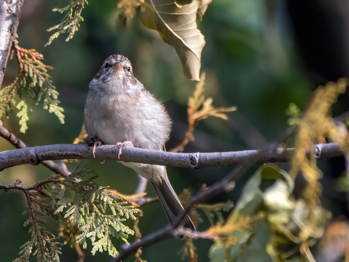 Chipping Sparrow - ML609383601