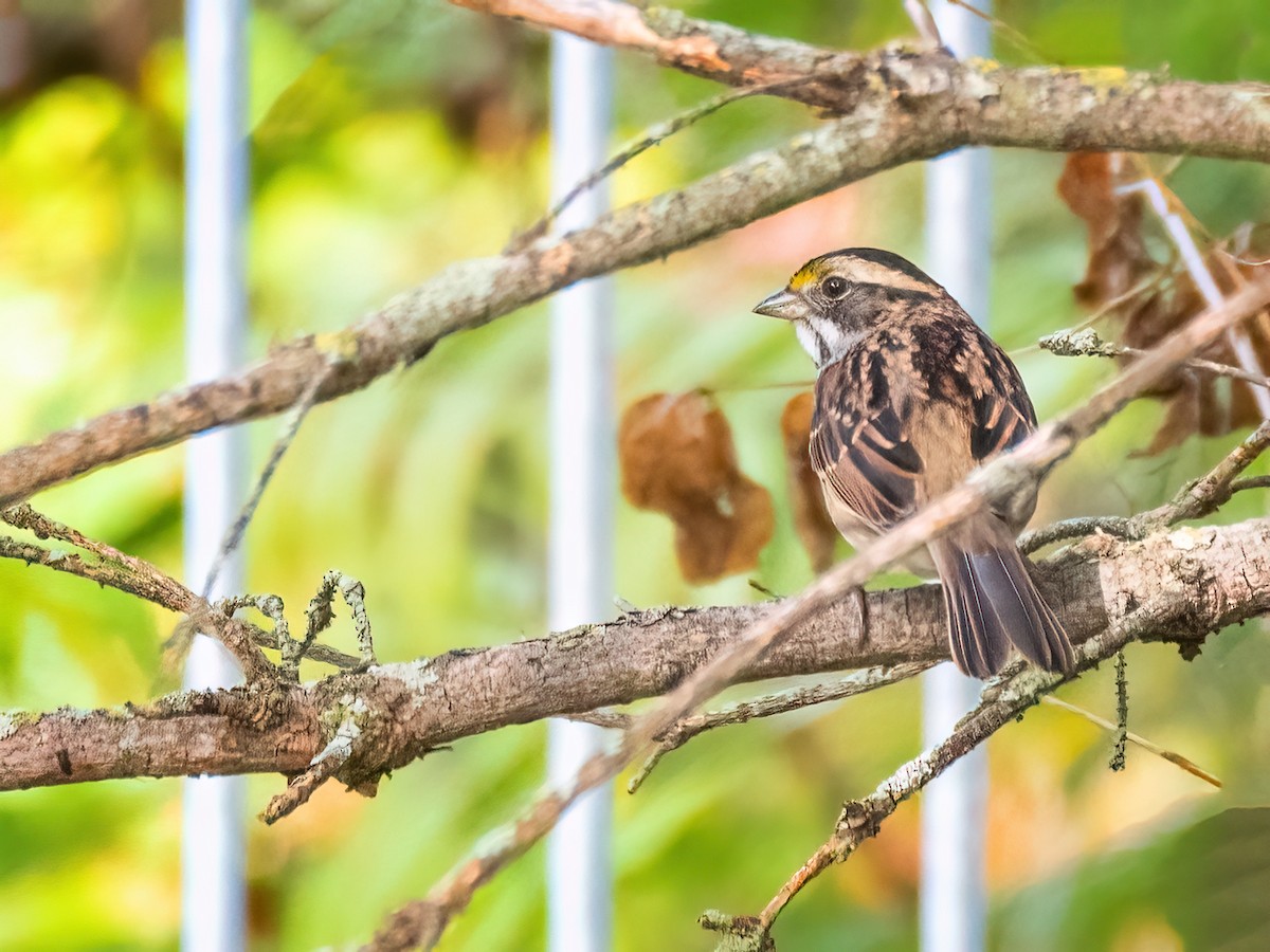 White-throated Sparrow - ML609383608