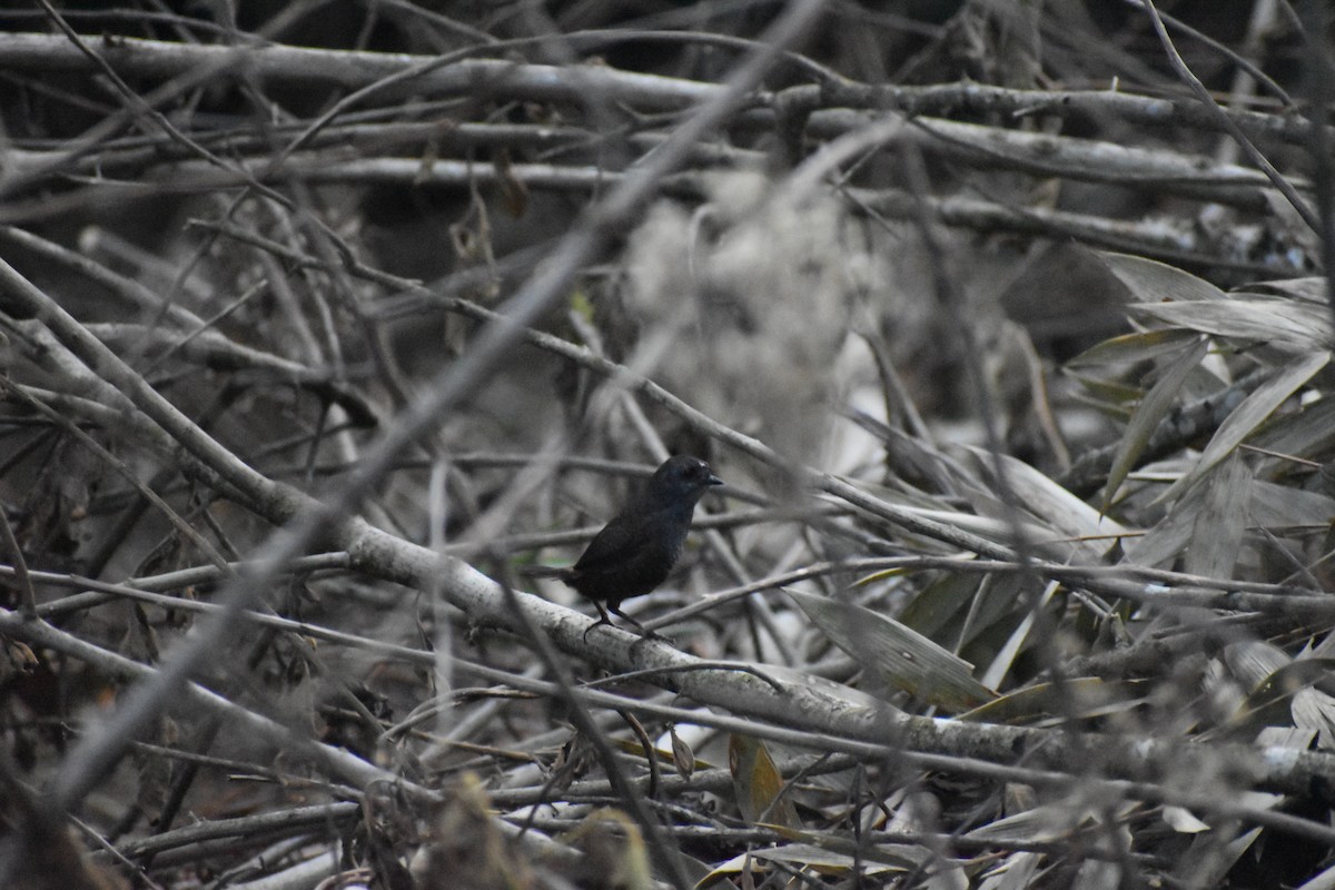 White-crowned Tapaculo - ML609383737
