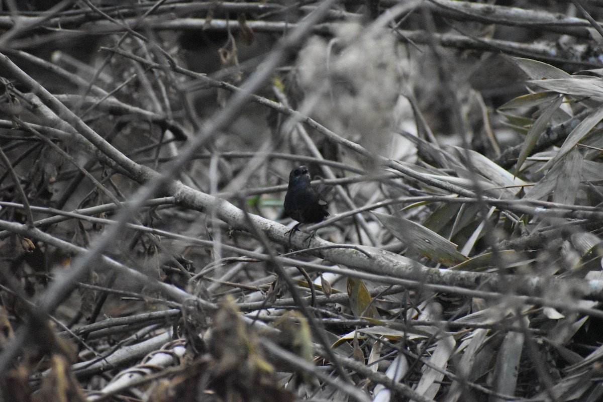 White-crowned Tapaculo - ML609383744