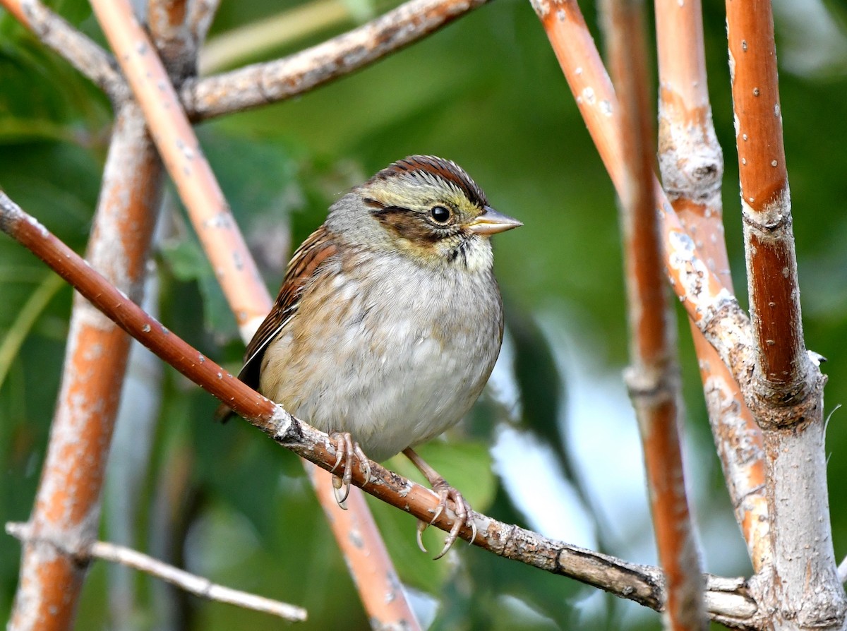White-throated Sparrow - ML609384286