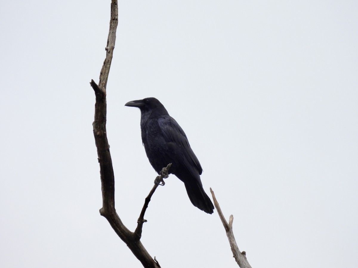 Common Raven - Barb Stone